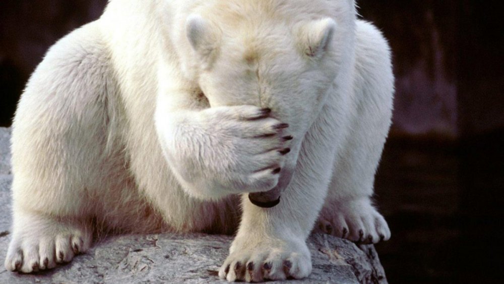 Shamed-Polar-Bear-1280x720.jpg